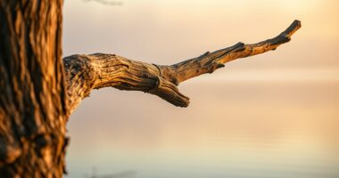 consistency patience reliability emphasized