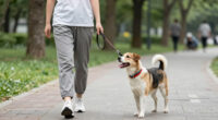 Why Race Alone When Your Dog Can Join, Too?