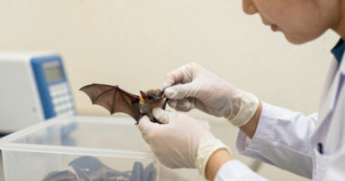rabies bat